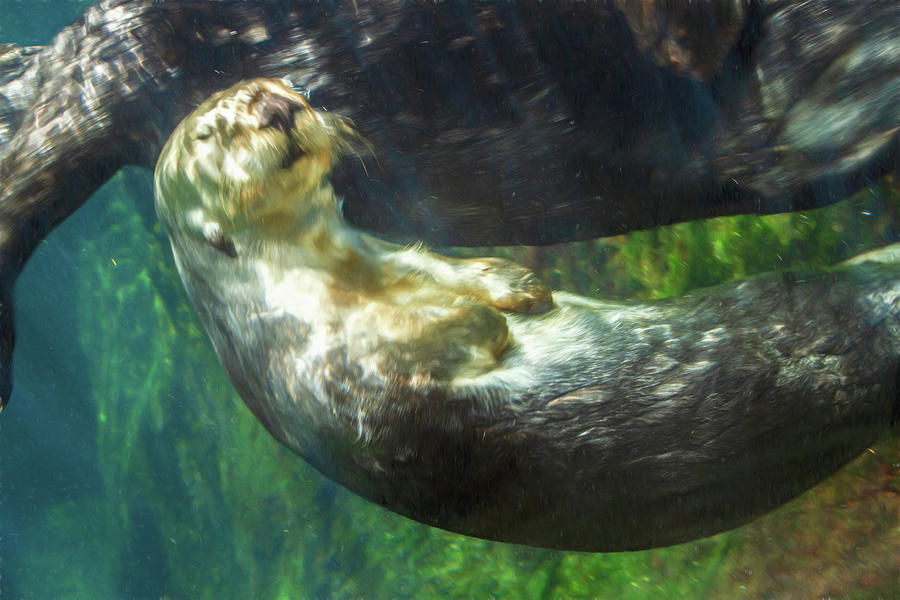 Otterly Mellow Taking a Dip Photograph by Bonnie Follett