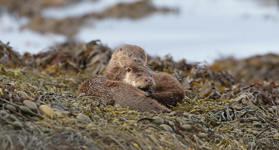 Otters Snuggled Photograph by Pete Walkden