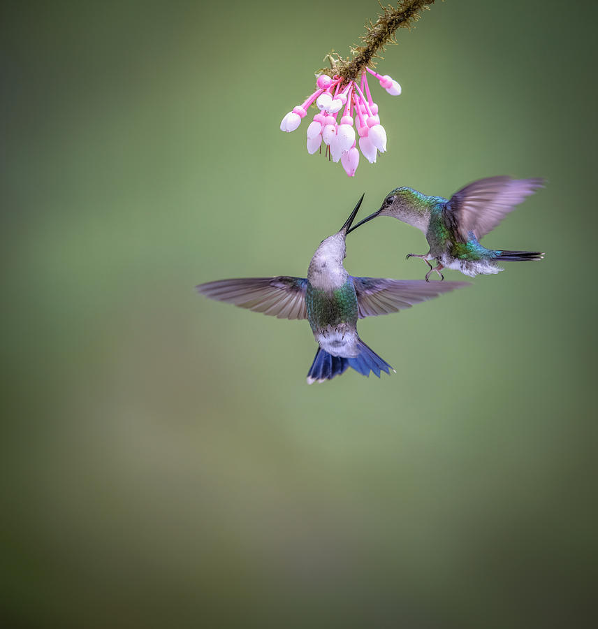 Hummingbird Photograph - Ouch by Eugene Zhu