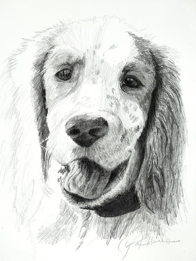 Our Dog Named Forest Drawing by Lynn Hansen