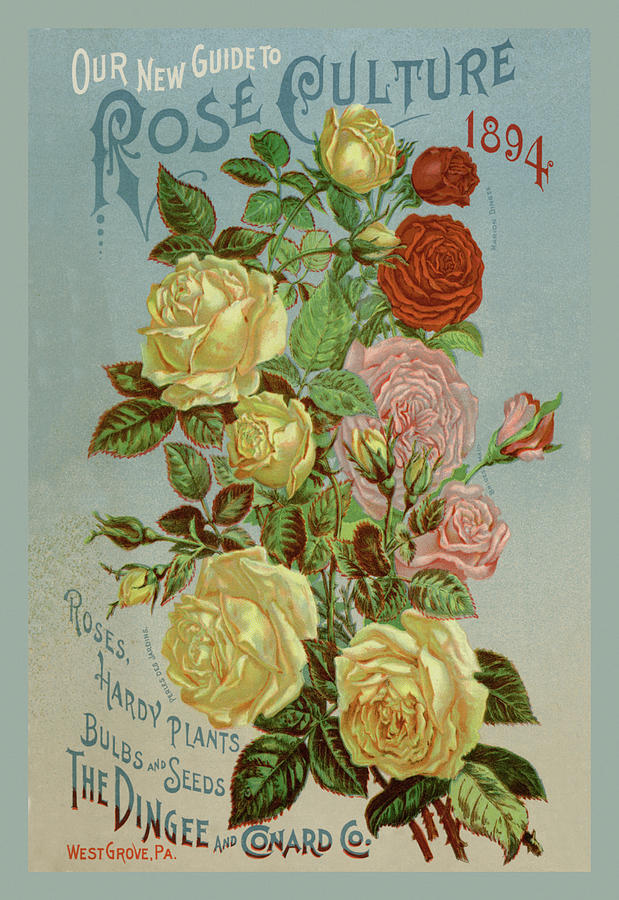 Our New Guide to Rose Culture, 1894 Painting by Unknown