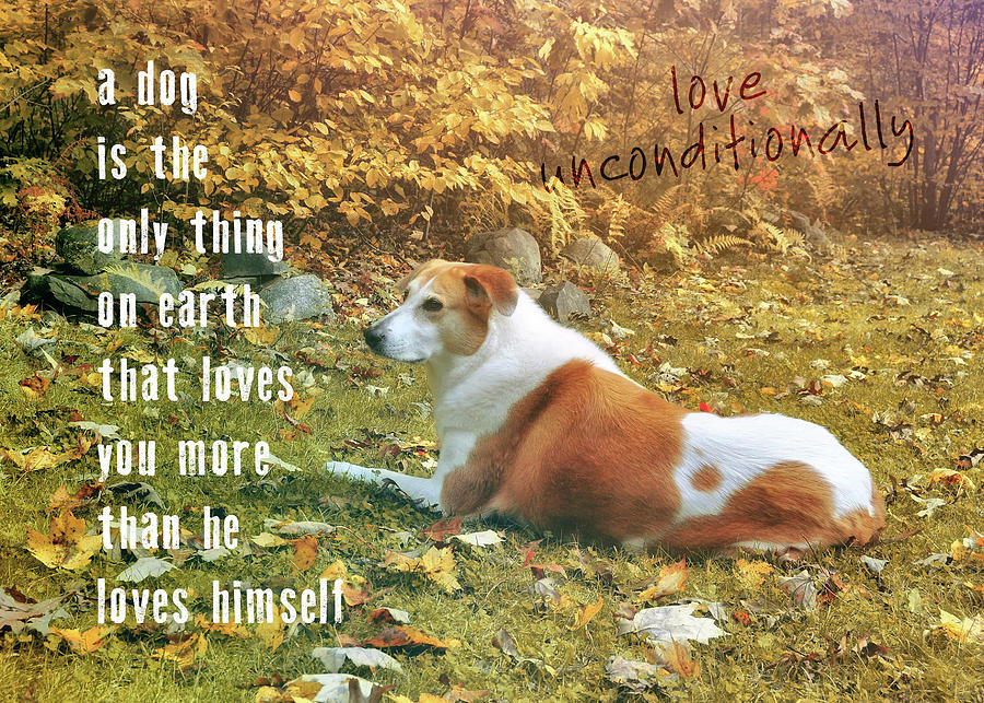 OUR POOCH quote Photograph by JAMART Photography
