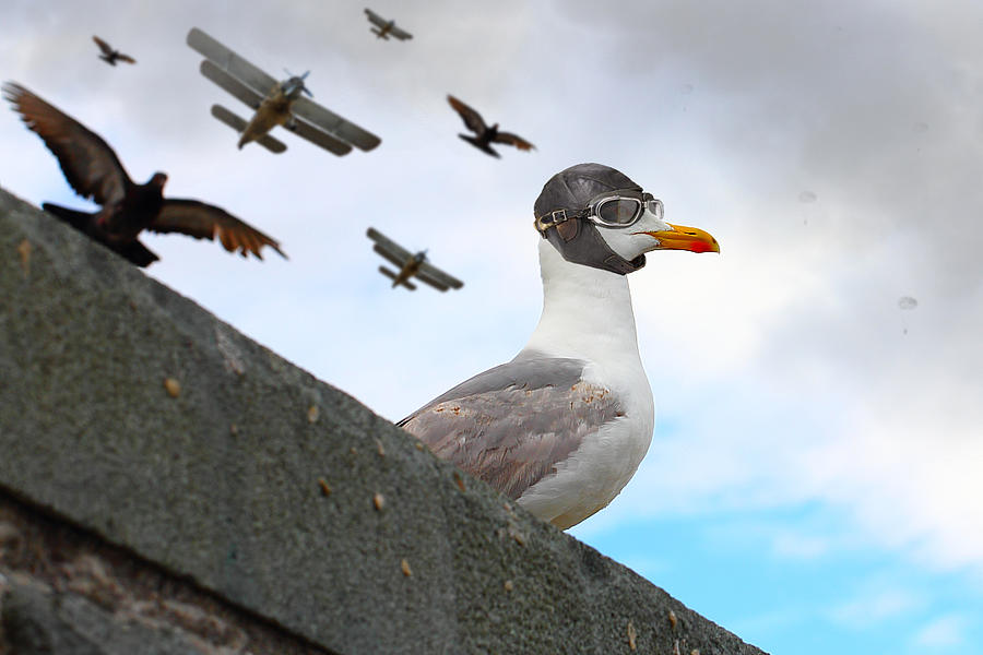 Seagull Photograph - Our Service Is Also Dangerous And Difficult... by Dmitry Saltykov