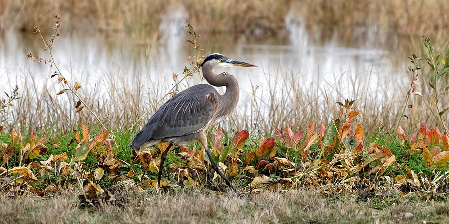 Out For A Stroll, Great Blue Heron - Merced National Wildlife Refuge, California Photograph by KJ Swan