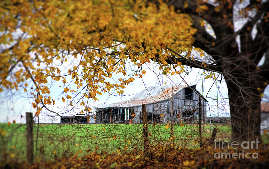 Out In the Country - Barn in Autumn Photograph by Kerri Farley
