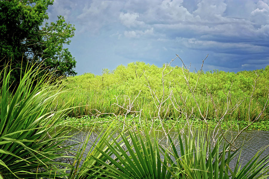 Out in the Sticks of the Everglades Photograph by Rebecca Carr