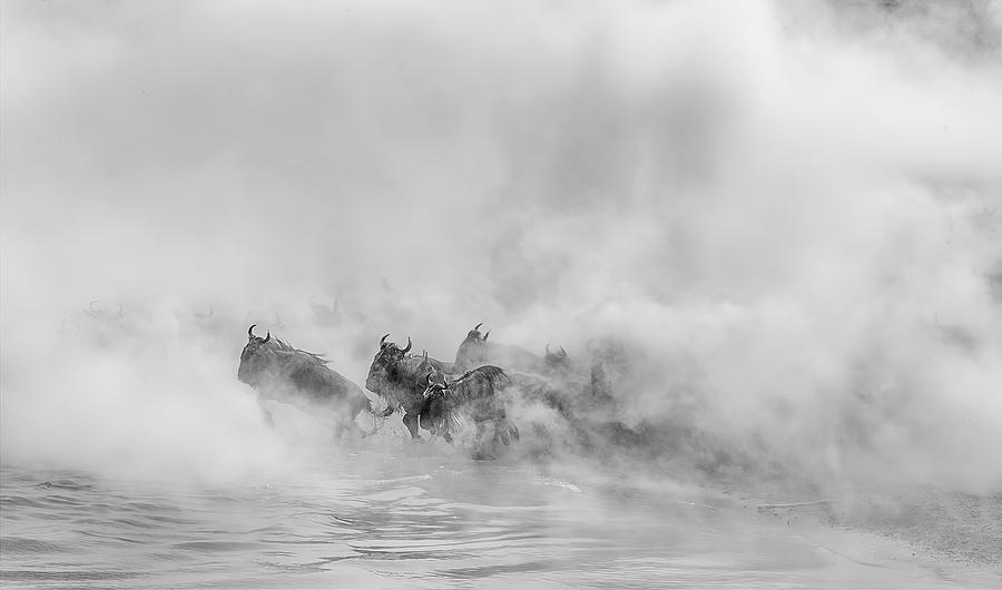 Nature Photograph - Out Of Dust     (great Migration -crossing River) by Jennifer Lu