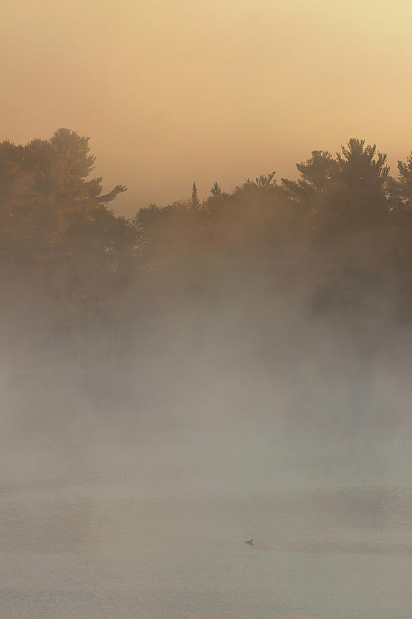 Out of the Mist - Wollaston Lake - Ontario, Canada Photograph by Spencer Bush