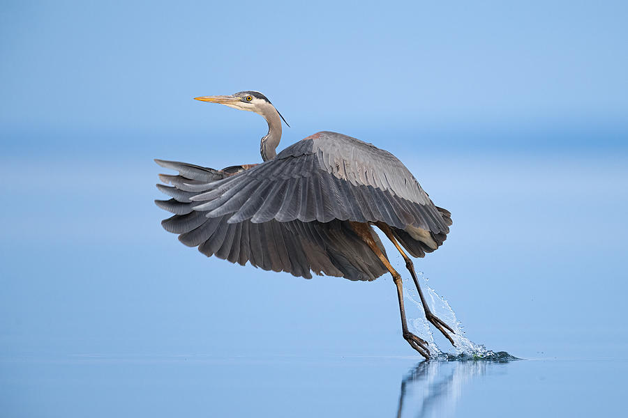 Wildlife Photograph - Out Of Water by Tony Xu