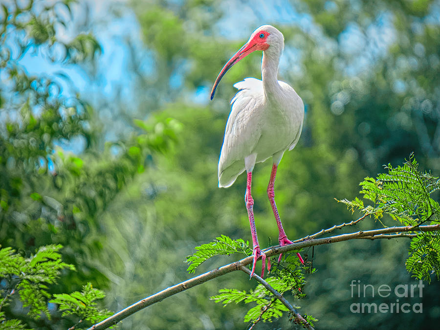 Bird Photograph - Out On A Limb by Judy Kay