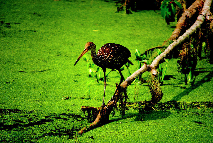 Out on a Limb by Robert Stanhope Out on a Limb by Robert Stanhope
