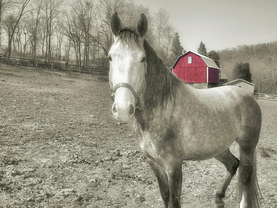 Out To Pasture Photograph by Dressage Design