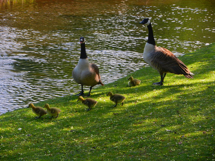 Nikon Photograph - Out With The New Family by Nik Watt Nikon Photograph - Out With The New Family by Nik Watt