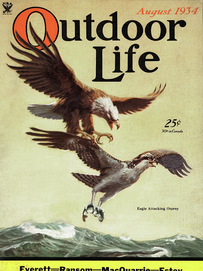 Bird Painting - Outdoor Life Magazine Cover August 1934 by Outdoor Life