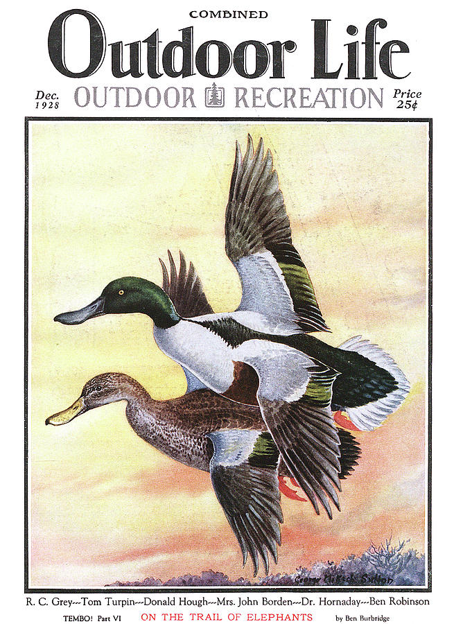Duck Painting - Outdoor Life Magazine Cover December 1928 by Outdoor Life