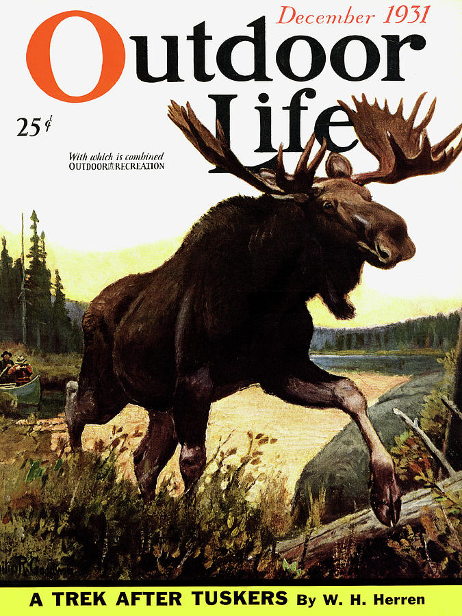Moose Painting - Outdoor Life Magazine Cover December 1931 by Outdoor Life