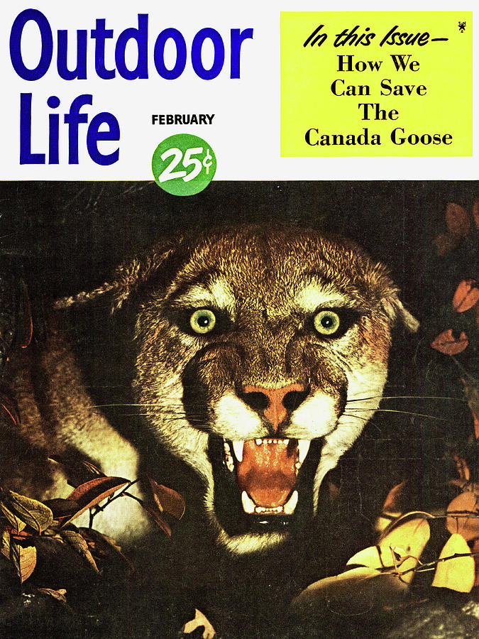 Mountain Lion Drawing - Outdoor Life Magazine Cover February 1950 by Outdoor Life
