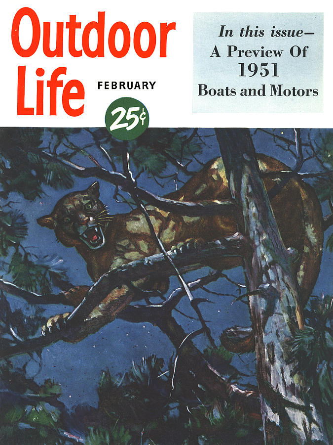 Tree Drawing - Outdoor Life Magazine Cover February 1951 by Outdoor Life