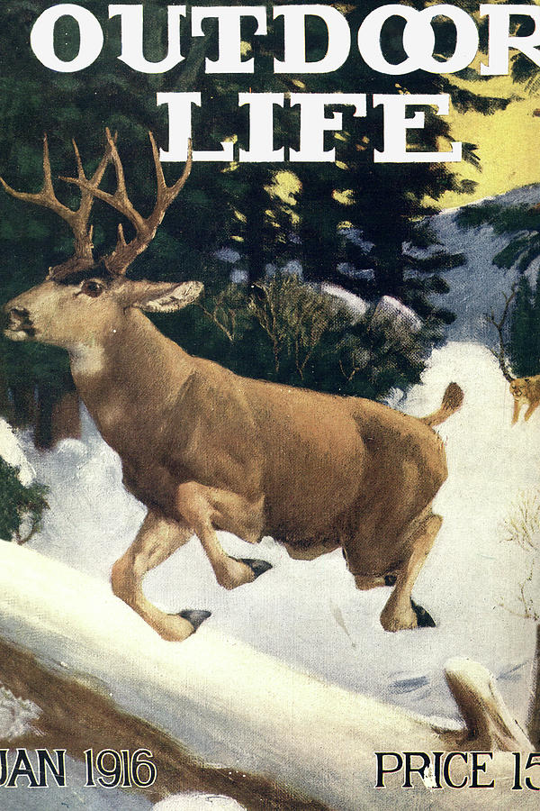 Deer Painting - Outdoor Life Magazine Cover January 1916 by Outdoor Life