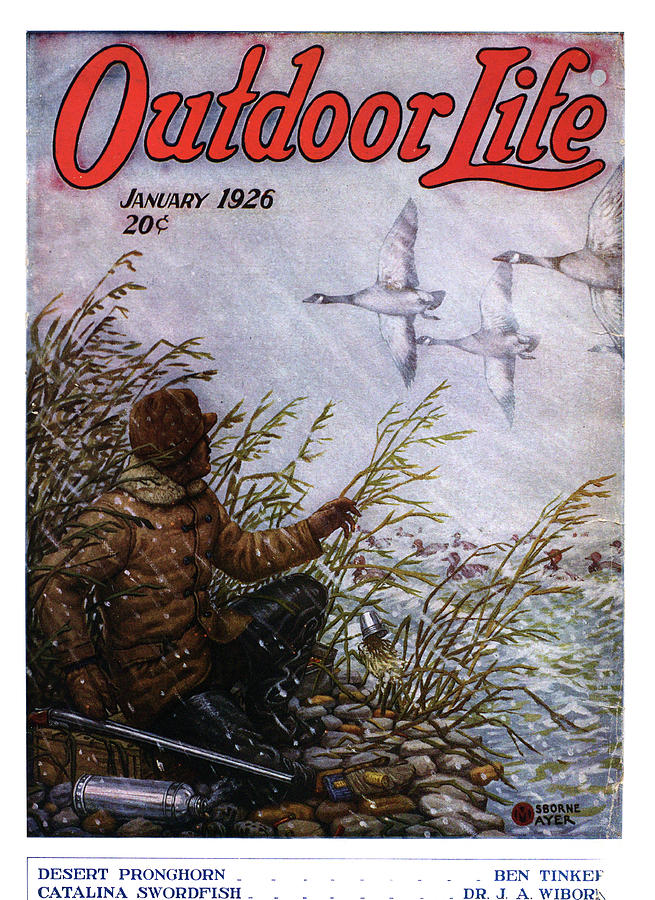 Geese Painting - Outdoor Life Magazine Cover January 1926 by Outdoor Life