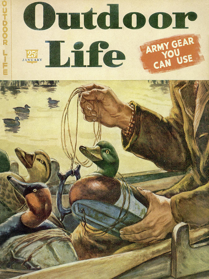 Duck Painting - Outdoor Life Magazine Cover January 1946 by Outdoor Life