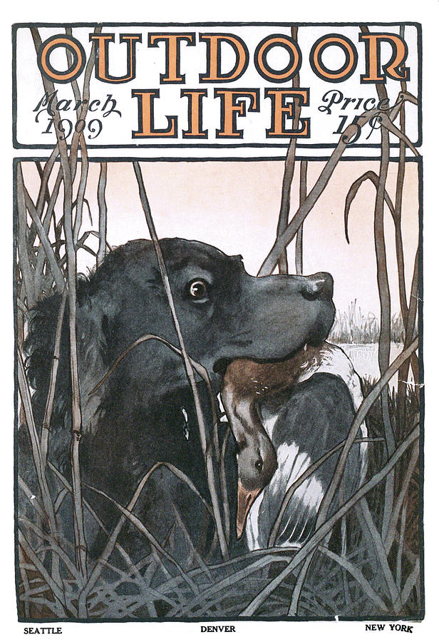 Duck Painting - Outdoor Life Magazine Cover March 1909 by Outdoor Life