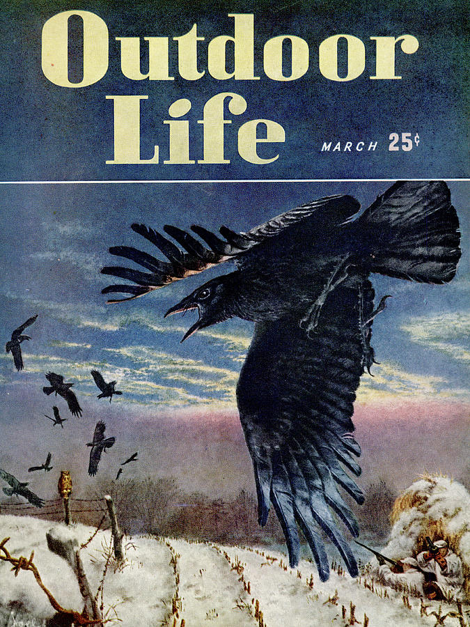 Owl Drawing - Outdoor Life Magazine Cover March 1948 by Outdoor Life