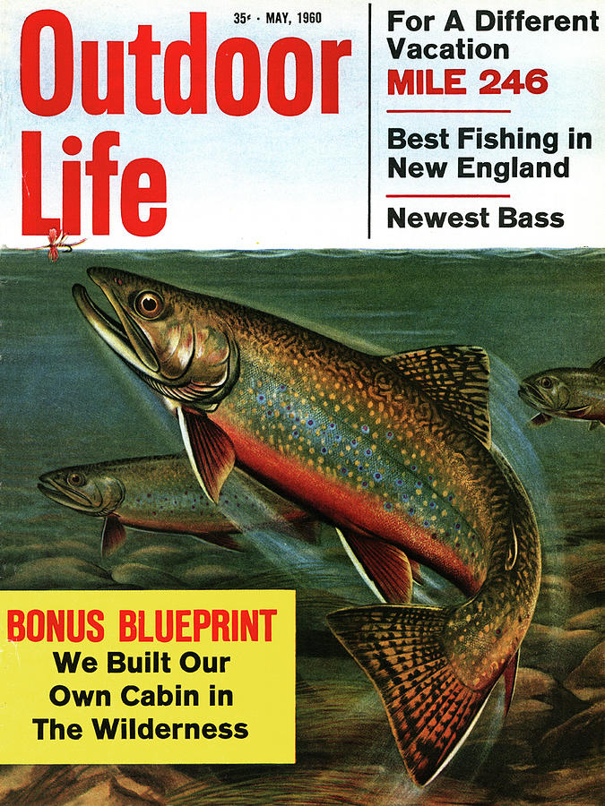Trout Drawing - Outdoor Life Magazine Cover May 1960 by Outdoor Life
