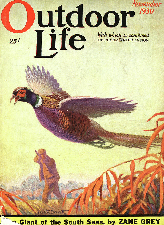 Pheasant Painting - Outdoor Life Magazine Cover November 1930 by Outdoor Life