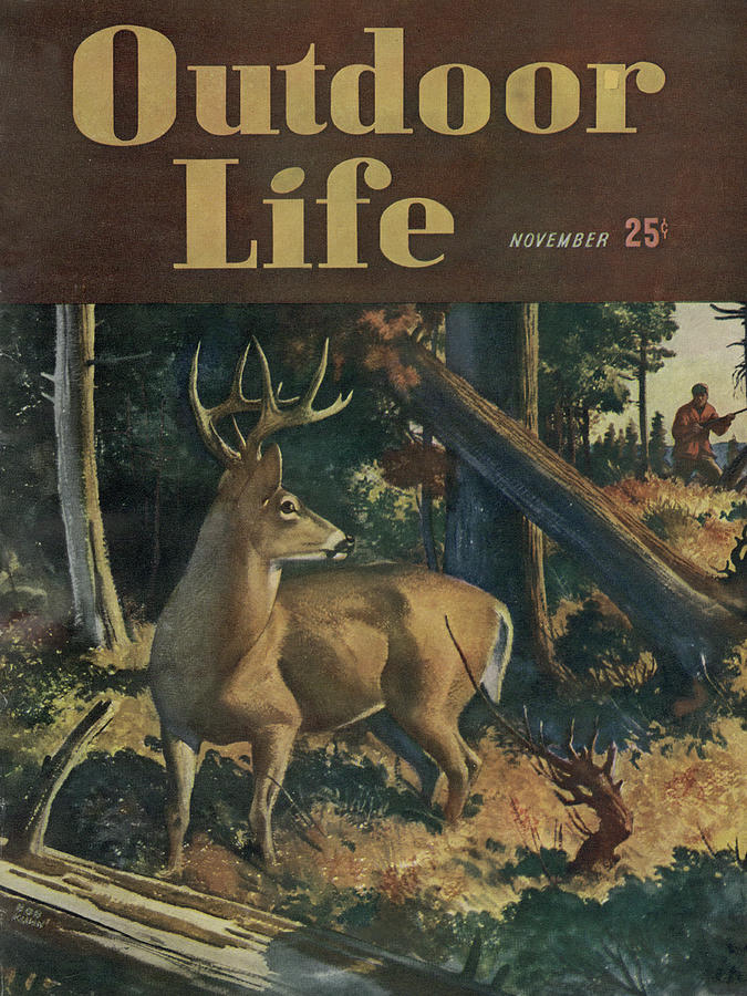 Deer Drawing - Outdoor Life Magazine Cover November 1947 by Outdoor Life