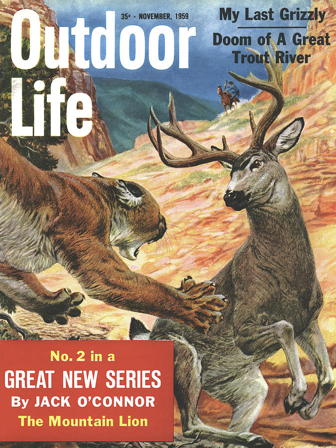 Deer Drawing - Outdoor Life Magazine Cover November 1959 by Outdoor Life
