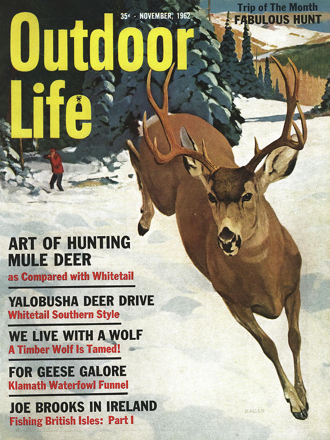 Deer Drawing - Outdoor Life Magazine Cover November 1962 by Outdoor Life