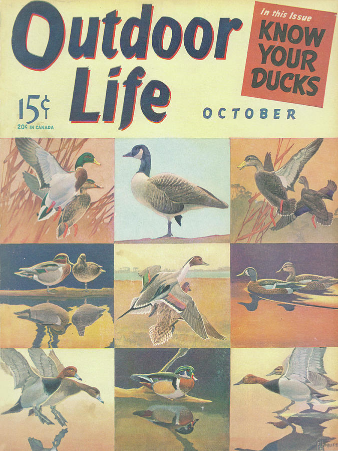 Fall Painting - Outdoor Life Magazine Cover October 1941 by Outdoor Life