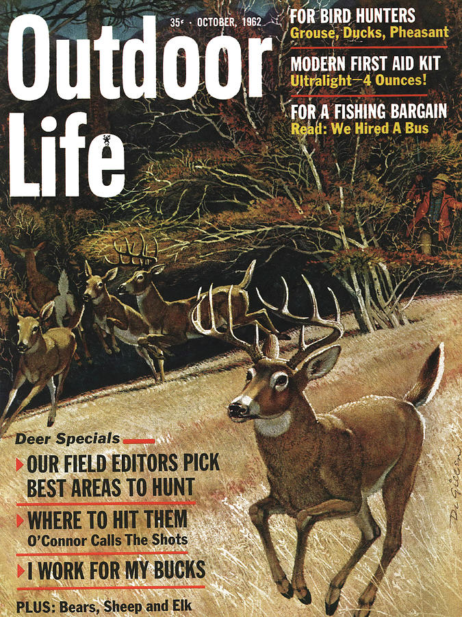 Deer Drawing - Outdoor Life Magazine Cover October 1962 by Outdoor Life