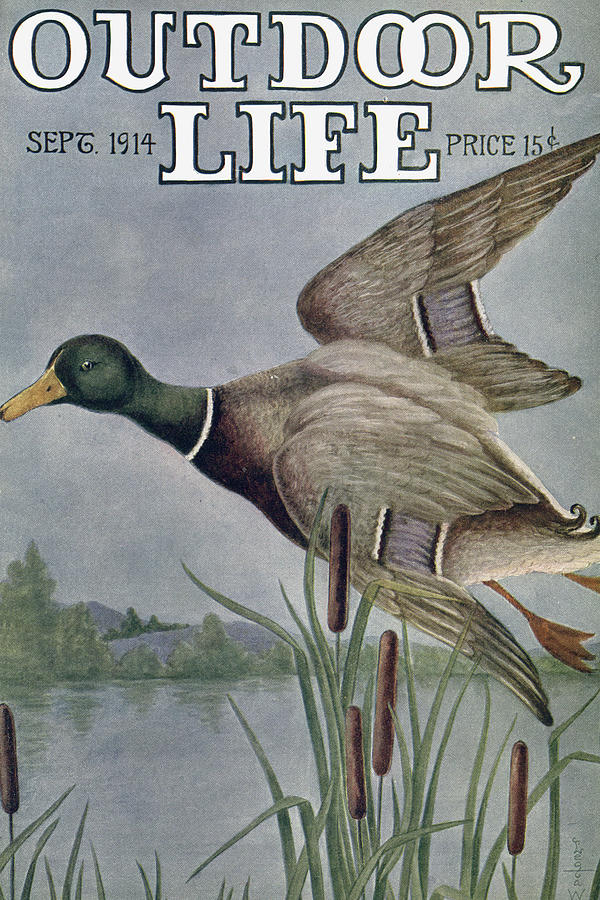 Fall Painting - Outdoor Life Magazine Cover September 1914 by Outdoor Life