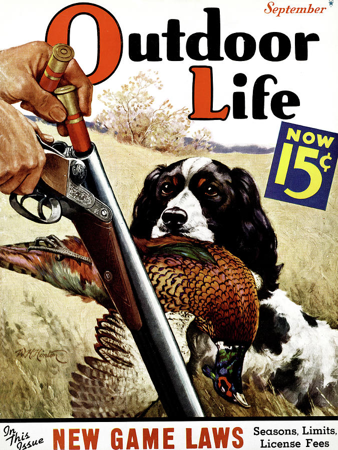 Pheasant Painting - Outdoor Life Magazine Cover September 1936 by Outdoor Life