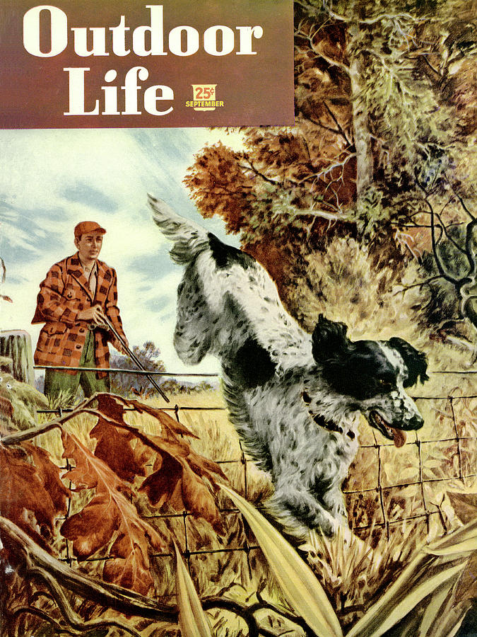 Fall Drawing - Outdoor Life Magazine Cover September 1948 by Outdoor Life