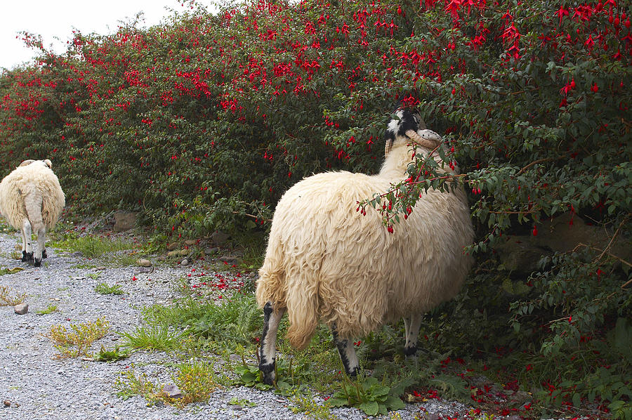 Outdoor Photo,sheep At Irish Famine Visitor Centre, Dingle Peninsula, County Kerry, Ireland, Europe Photograph by Brigitte Merz