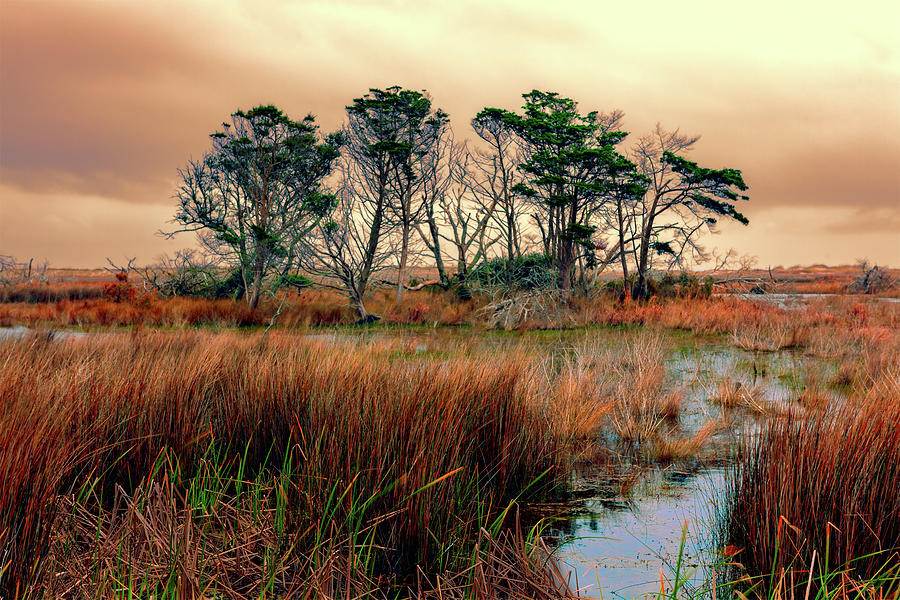 Outer Banks Marsh Photograph by Dan Carmichael