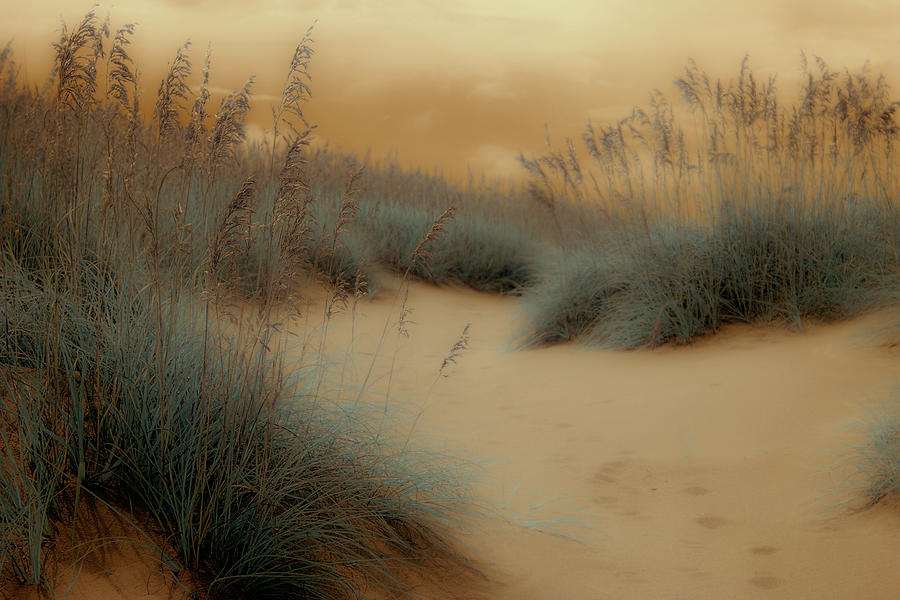 Outer Banks Path Thru Sand Dunes FX Photograph by Dan Carmichael