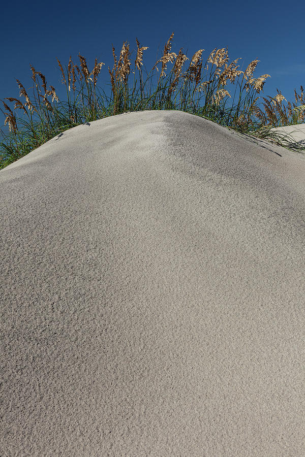 Outer Banks Sand Dune with Sea Oats Photograph by Dan Carmichael