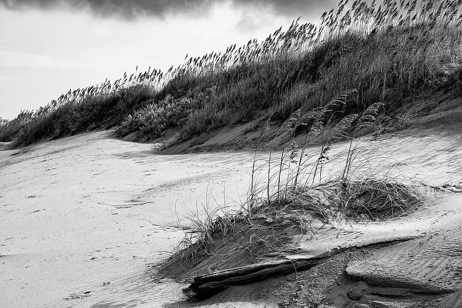 Outer Banks Sea Oats and Dunes Photograph by Dan Carmichael