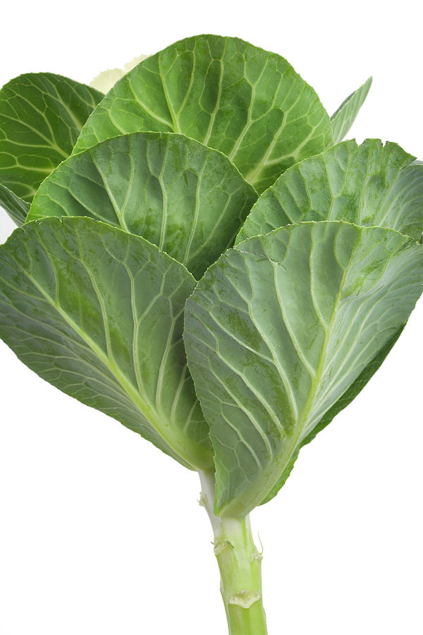 Outer Leaves Of Cabbage And Stalk On White Background Photograph by