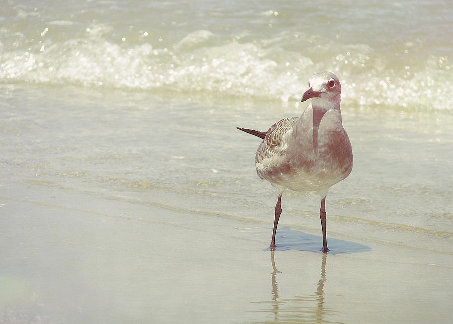 Outerbanks Gull Photograph by JAMART Photography