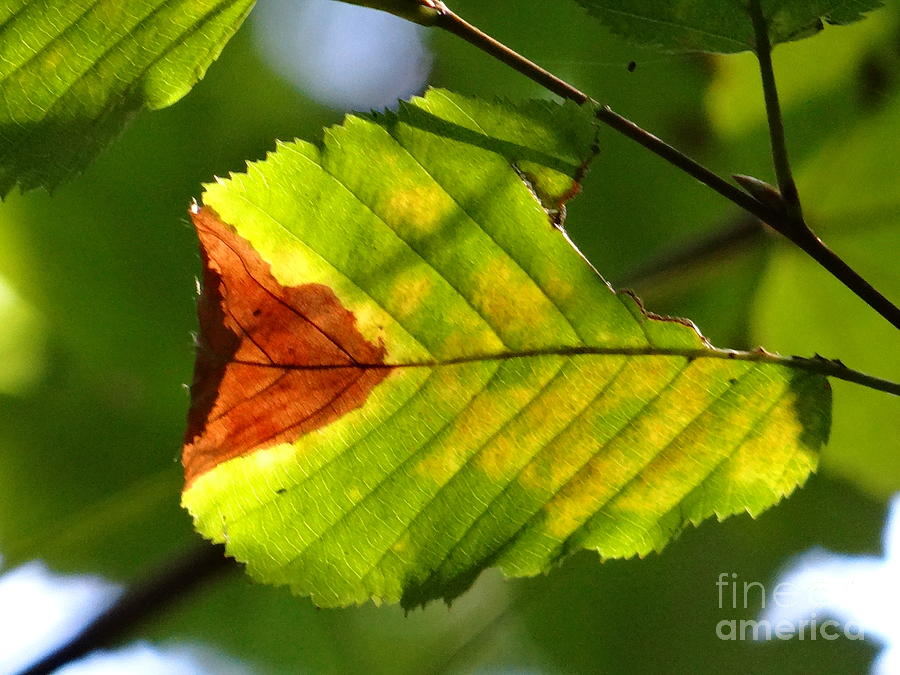 Outstanding leaf Photograph by Karin Ravasio