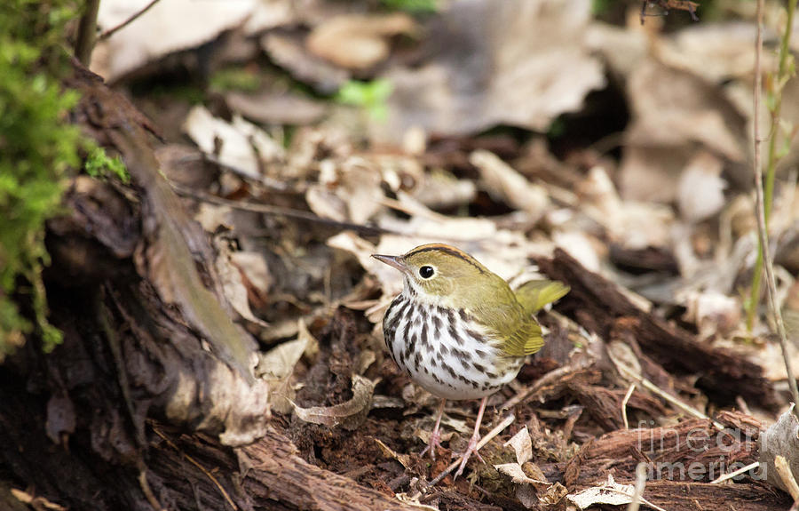 Ovenbird Warbler Photograph by Jeannette Hunt