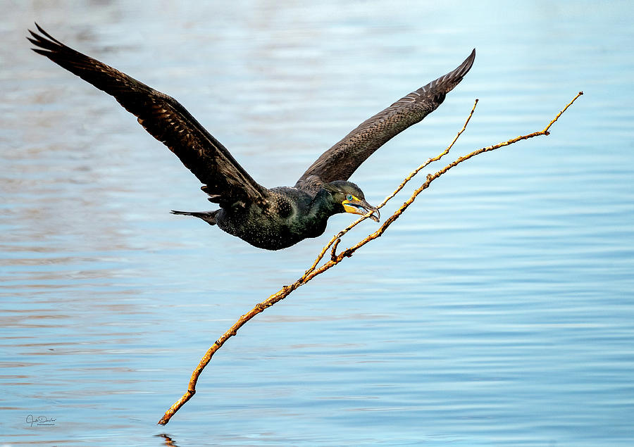 Over-achieving cormorant Photograph by Judi Dressler