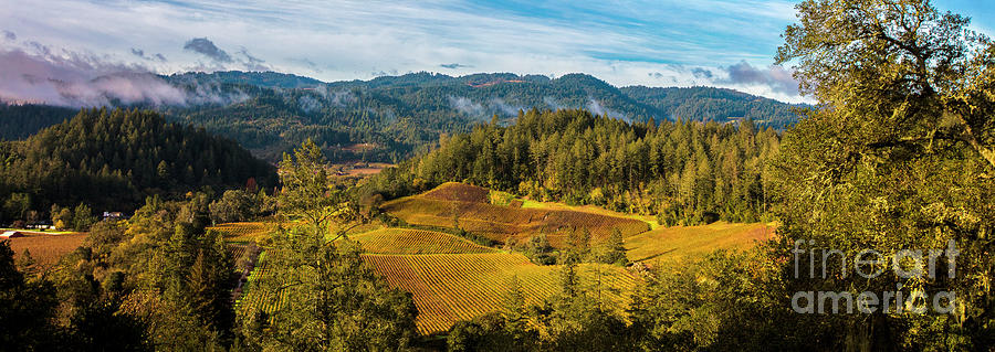 Over Looking the Vineyard Panoramic Photograph by Jon Neidert