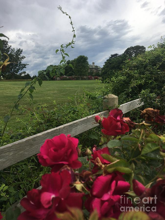 Over the Fence at Harkness by Cheryl Abbiati Over the Fence at Harkness by Cheryl Abbiati