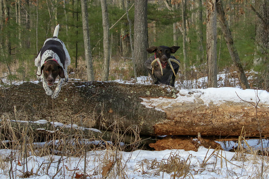 Over the Log Photograph by Brook Burling